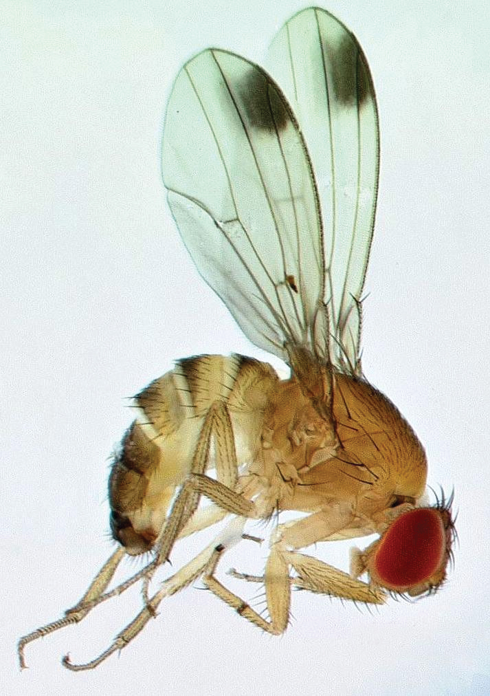 Spotted Wing Drosophila (Drosophila suzukii) North Central IPM Center